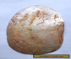 Item Old Aboriginal Engraved Pearl Shell - Kimberley's W/A 1970's for Sale