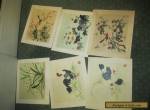 Set of 6 Vintage Chinese Watercolours in folder  for Sale