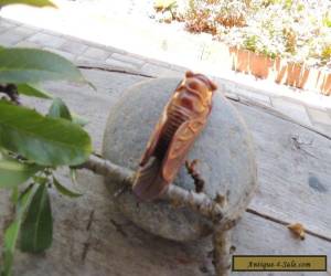 Item Vintage Cicada for Decoration for Sale