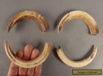 4 Large Papua New Guinea PNG Pig Teeth Tooth Crafts Artwork Pendant NOT lV-0R-Y for Sale