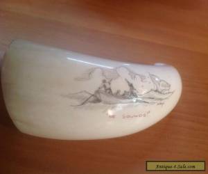 Whale Tooth Scrimshaw for Sale