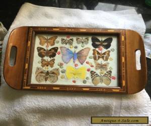 Item REAL BUTTERFLY TRAY GLASS TOP WOOD INLAY ART RARE SPECIMENS ART DECO STUNNING for Sale