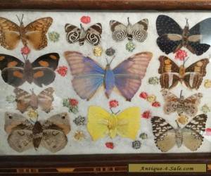 Item REAL BUTTERFLY TRAY GLASS TOP WOOD INLAY ART RARE SPECIMENS ART DECO STUNNING for Sale