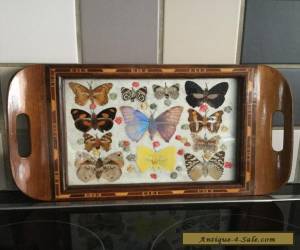 Item REAL BUTTERFLY TRAY GLASS TOP WOOD INLAY ART RARE SPECIMENS ART DECO STUNNING for Sale