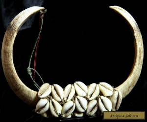 UPPER SEPIK GREEN RIVER Pig tusk Body ornament 50s for Sale