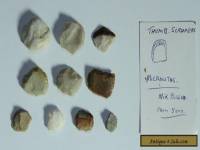  Aboriginal stone scappers Quantity 10  Microliths  GROUP 2 