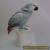 Macaw gray Parrot Bird Decoration Porcelain Figurine Ens German  for Sale