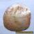 Old Aboriginal Engraved Pearl Shell - Kimberley's W/A 1970's for Sale