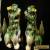 Large Vintage Pair of Ceramic Foo Dogs 8 1/2" tall for Sale